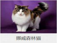 临汾市枫雅装饰装修工程有限公司