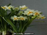 临汾市枫雅装饰装修工程有限公司