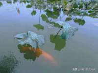临汾市枫雅装饰装修工程有限公司