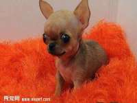 临汾市枫雅装饰装修工程有限公司